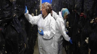 Devlet desteğiyle kurulan tesiste günlük 500 kilogram istiridye mantarı üretiliyor