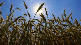 Diyarbakır buğdayında rekolte hedefi 1 milyon 200 bin ton