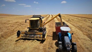 Diyarbakır hububatında tarihi rekolte: Çiftçinin yüzü güldü