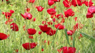 Doğanın eseri görenleri hayran bıraktı