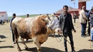 Doğudan Batıya kurbanlık sevkiyatı hız kazandı