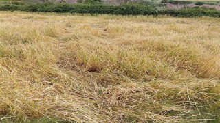 Dolu, ekili alanları vurdu