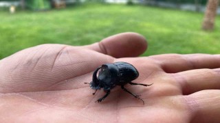Dünyanın en güçlü böceği Manisada görüldü