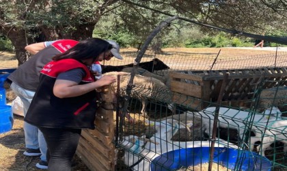 Edremit İlçe Tarım Müdürlüğünde ‘Kurban Bayramı alarmı