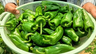 Egenin İsotunda hasat başladı