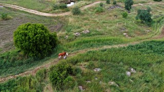 Ekin tarlasında doğan buzağı dron ile bulundu