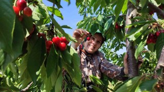 Enezde üretilen kirazlar Avrupanın 5 ülkesine ihraç ediliyor
