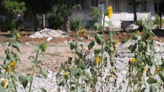Enkaz altında kalıp boy veren ay çekirdekleri çiçek açtı