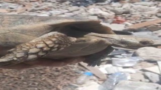 Enkazda olan kaplumbağa kurtarıldı