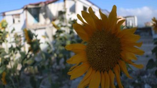 Enkazdan umut yeşerdi