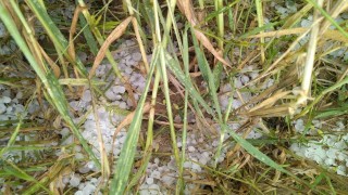 Ereğlide dolu ekili alanları vurdu