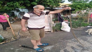 Eve giren yılanı eliyle yakaladı