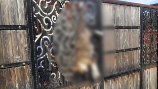 Evin kapısında asılı bulunan köpekle ilgili açıklama