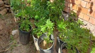 Evinin bahçesinde saksılarda kenevir yetiştiren şüpheli tutuklandı