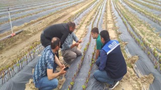 Fidan, fide üretimi, satışı, kontrol ve denetimi yapıldı