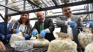 Fındık atığında üretim