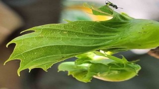 Gal arısıyla mücadele devam ediyor