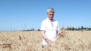 Gaziantepte hasat sevinci