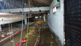 Gedizde aşırı yağış tavuk çiftliğini vurdu