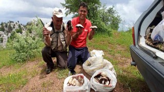 Giden Gelmez Dağlarında Mor Mantar toplama zamanı