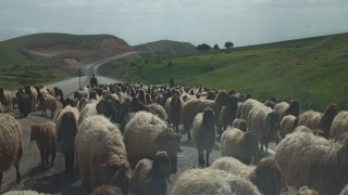 Göçerlerin zorlu yayla yolculuğu devam ediyor