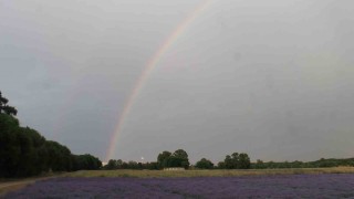 Gökkuşağı lavantalara renk kattı