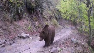Gönende iki ayrı fotokapana yakalanan ayılar şaşırttı