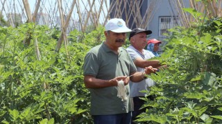 Gönüllü serasında yetiştirilen sebze ve meyveler ihtiyaç sahiplerine gidiyor