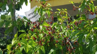 ‘Göz Hakkı diye dut ağacın astığı yazı yürekleri ısıttı