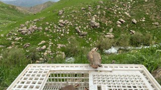 Hakkaride 650 kınalı keklik doğaya salındı