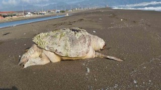 Hatayda sahilde ölü caretta caretta bulundu