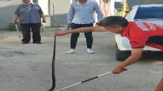 Havalar ısındı yılanlar yerleşim yerlerine indi