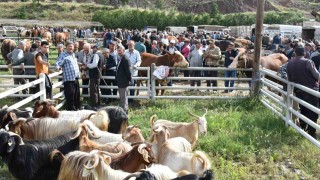 Hayvan pazarında kurbanlıklar görücüye çıktı