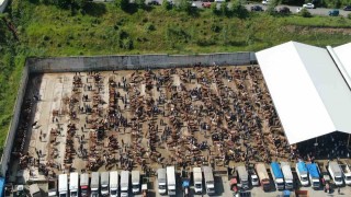 Hayvan pazarlarında Kurban Bayramı hareketliliği: Alıcı da satıcı da memnun