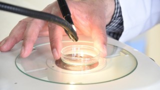 Her mevsimde yaşayabilen keneler en çok bu illerde tehlike saçıyor