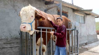 Heybeti görenleri büyülüyor, fiyatı ise dudak uçuklatıyor