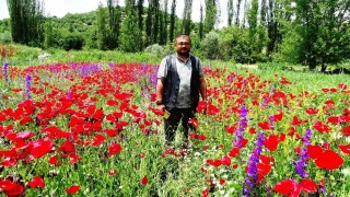Hisarcıkta açan gelincikler tarlaları kırmızıya boyadı