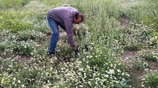 Hisarcıkta papatya köylülerin geçim kaynağı haline geldi