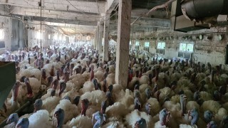 Hobi olarak başladığı hindi yetiştiriciliğinde taleplere yetişemiyor