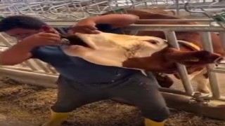 İneğe içki şişesinde sıvı veren şahıs yakalandı