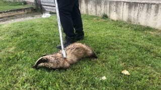 Irmakta mahsur kalan porsuğu itfaiye ekipleri kurtardı