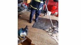 İş yerine giren yılanı itfaiye ekipleri yakaladı