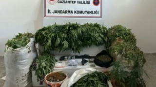 Jandarmadan dev uyuşturucu operasyonu: 23 bin 770 kök haşhaş ele geçirildi