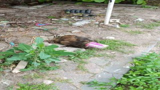 Kafası konserve kutusuna sıkışan kedi kurtarıldı