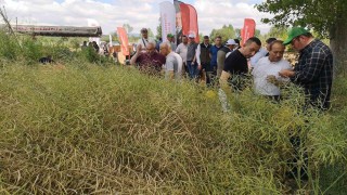 ‘Kanola ekelim yağ olsun bal olsun