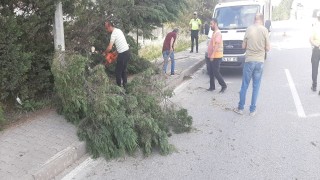 Kara yoluna devrilen iki ağaç kaldırıldı