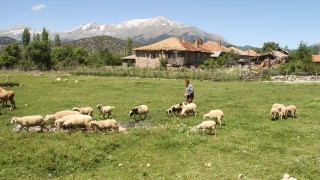 Karadeniz havasının yaşandığı Konyada besiciler yağışlardan memnun