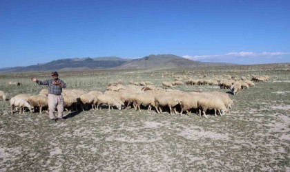 Karapınarda son yağışlar hayvancılara umut oldu