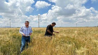 Karapınarda yoğun yağış alan tarım alanları incelendi