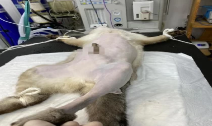 Karnına 25 santimlik dal saplanan kediye tedavi